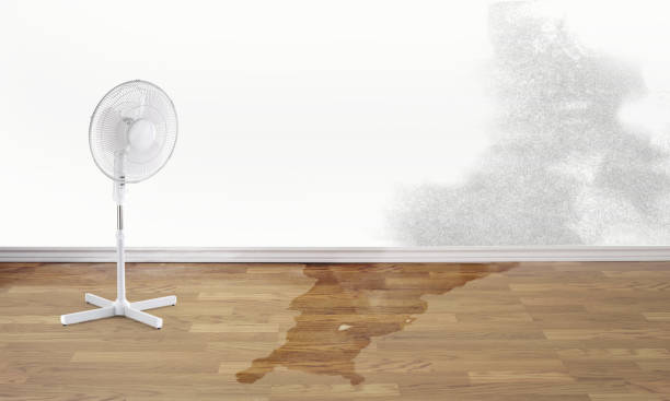 Carpet water damage restoration in Olivette, MO